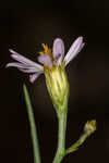 Perennial saltmarsh aster